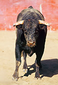 BUL 01 RK0007 05
Fighting Bull On Dirt