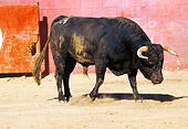 BUL 01 RK0013 08
Fighting Bull Getting Ready To Charge