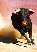 BUL 01 RK0019 12
Fighting Bull In Arena