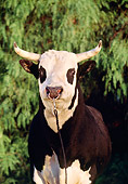 BUL 01 RK0046 22
Holstein Hereford Bull