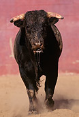 BUL 01 RK0007 01
Fighting Bull On Dirt