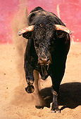 BUL 01 RK0008 06
Fighting Bull Running And Charging On Dirt