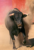 BUL 01 RK0008 14
Fighting Bull Running And Charging On Dirt