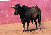 BUL 01 RK0020 06
Fighting Bull In Arena