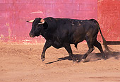 BUL 01 RK0022 11
Fighting Bull In Arena