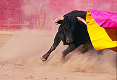 BUL 01 RK0028 04
Fighting Bull Charging Cape In Arena
