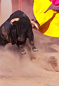 BUL 01 RK0030 02
Fighting Bull Charging Cape In Arena
