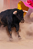 BUL 01 RK0030 03
Fighting Bull Charging Cape In Arena