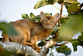 CAT 01 AB0002 01
Portrait Of Somali Cat Sitting On Tree Branch