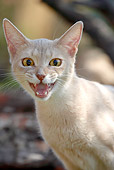 CAT 01 AB0004 01
Head Shot Of Abyssinian Cat Hissing