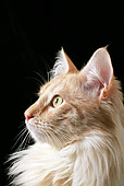 CAT 01 AB0005 01
Head Shot Of Turkish Angora In Black Studio