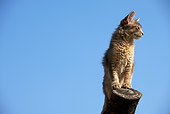 CAT 01 AB0006 01
Somali Cat Standing On Log Against Blue Sky