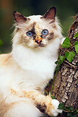 CAT 01 AB0007 01
Portrait Of Birman Cat Leaning On Tree Trunk