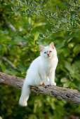 CAT 01 AB0008 01
White Birman Cat Sitting On Tree Branch