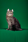 CAT 01 CH0001 01
American Curl Blue Tabby Cat Sitting In Studio