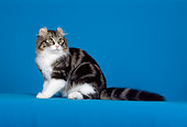 CAT 01 CH0002 01
American Curl Brown Tabby Cat Sitting In Studio