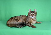 CAT 01 CH0003 01
American Curl Spotted Torbie Cat Laying In Studio