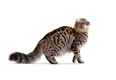 CAT 01 CH0004 01
American Curl Longhair Tabby Cat Walking On White Seamless
