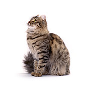 CAT 01 CH0005 01
American Curl Longhair Tabby Cat Sitting On White Seamless