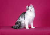 CAT 01 CH0006 01
American Curl Blue And White Longhair Cat Sitting In Studio