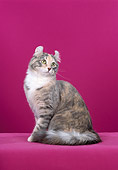 CAT 01 CH0007 01
American Curl Longhair Blue Patched Tabby Sitting In Studio