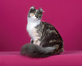 CAT 01 CH0008 01
American Curl Longhair Dilute Calico Sitting In Studio