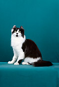 CAT 01 CH0009 01
American Curl Longhair Cat Sitting In Studio