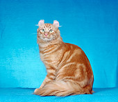 CAT 01 CH0010 01
American Curl Longhair Red Tabby Sitting In Studio