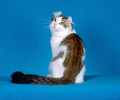 CAT 01 CH0011 01
American Curl Longhair Tabby Sitting In Studio