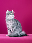 CAT 01 CH0012 01
American Curl Silver And Blue Mackeral Tabby Sitting In Studio