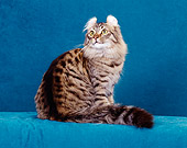 CAT 01 CH0013 01
American Curl Longhair Tabby Sitting In Studio