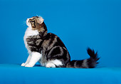 CAT 01 CH0014 01
American Curl Tabby Sitting In Studio