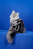 CAT 01 CH0015 01
American Longhair Classic Silver Sitting In Studio