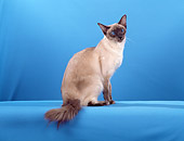 CAT 01 CH0016 01
Balinese Blue Point Sitting In Blue Studio
