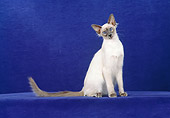 CAT 01 CH0017 01
Balinese Blue Point Sitting In Blue Studio Tilting Head