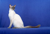 CAT 01 CH0018 01
Balinese Blue Point Sitting In Blue Studio Looking Back