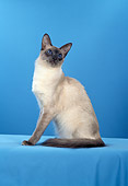 CAT 01 CH0019 01
Balinese Blue Point Sitting In Blue Studio