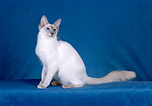 CAT 01 CH0020 01
Balinese Lilac Point Sitting In Blue Studio