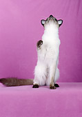 CAT 01 CH0021 01
Balinese Seal Point Sitting In Pink Studio Looking Up