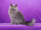 CAT 01 CH0022 01
British Shorthair Sitting In Purple Studio
