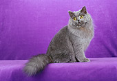 CAT 01 CH0023 01
British Longhair Sitting In Purple Studio