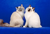 CAT 01 CH0024 01
Two Birman Seal Lynx Point And Chocolate Point Cats Sitting In Blue Studio