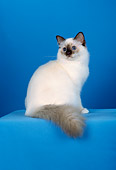 CAT 01 CH0026 01
Birman Chocolate Point Sitting In Blue Studio