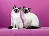 CAT 01 CH0027 01
Two Birman Seal Point Cats Sitting In Pink Studio