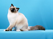 CAT 01 CH0028 01
Birman Seal Point Cat Sitting In Blue Studio