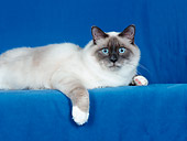 CAT 01 CH0029 01
Birman Blue Point Laying In Blue Studio
