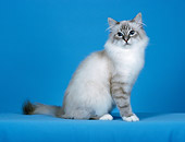 CAT 01 CH0030 01
Birman Blue Lynx Point Sitting In Blue Studio