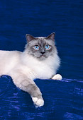 CAT 01 CH0031 01
Birman Blue Point Laying In Blue Studio