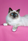 CAT 01 CH0032 01
Birman Blue Point Laying In Pink Studio