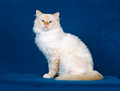 CAT 01 CH0033 01
Birman Red Point Sitting In Blue Studio